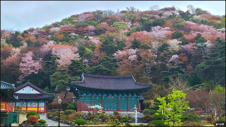 전주 정혜사와 어우러진 완산공원 산벚꽃 -  비 오는 날 풍경