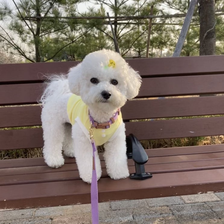 중산동 강아지 공원?? :: 모당공원