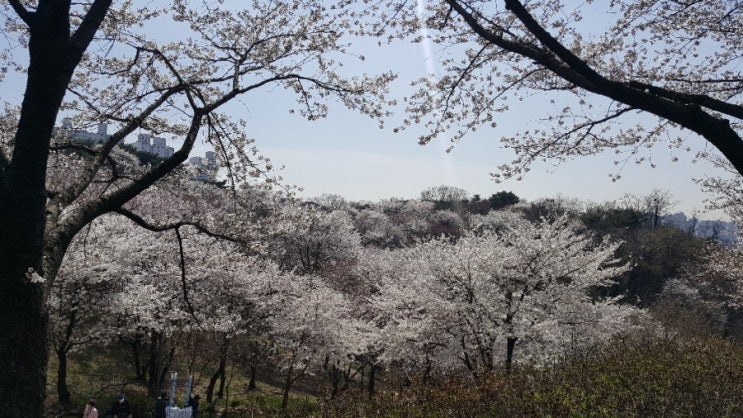 [4세+3세 연년생 가정보육 봄 나들이/야외활동] 서대문구 안산 벚꽃길