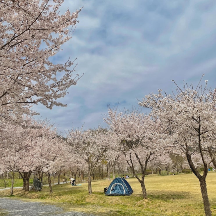 [대전/대청호] 로하스공원 벚꽃 명소 구경