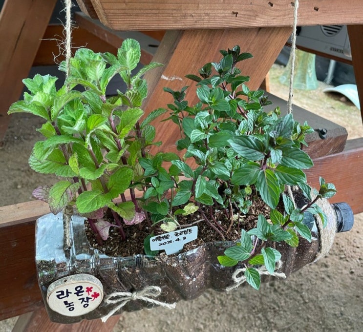  우리마을교육나눔/다사읍추진위원회/허브심기/재활용품활용/패트병화분/원예체험수업/반려식물/초등체험