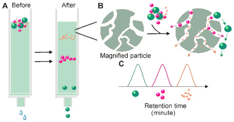 Size exclusion chromatography 기본 개념, 원리 : 네이버 블로그