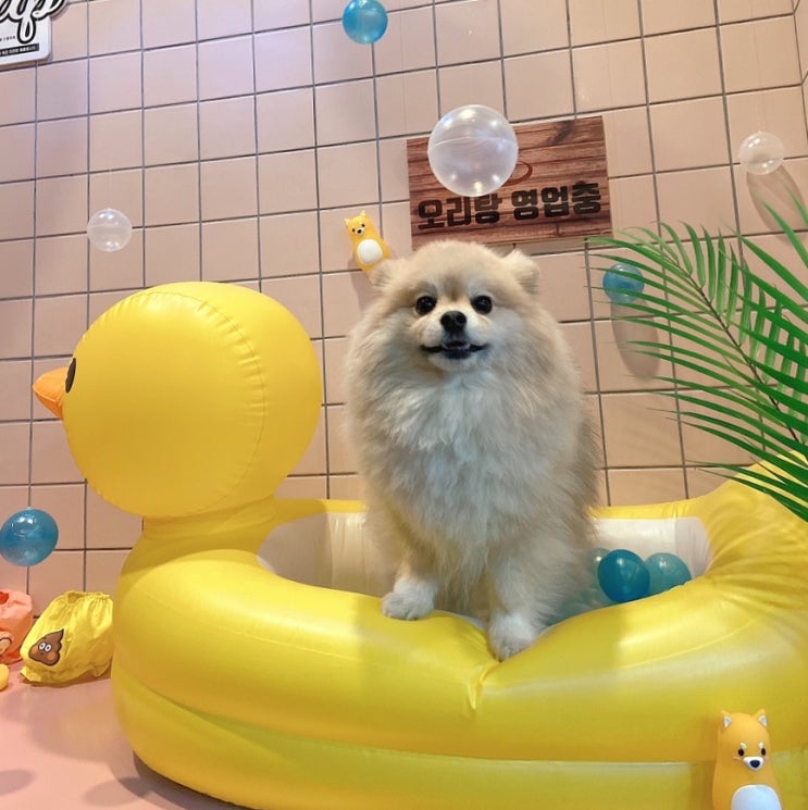  왓더독이 왓더독 했네! #강서구애견카페