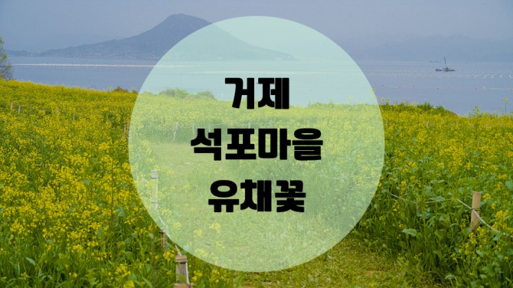  거제 석포마을 노랗게 물든 유채꽃단지