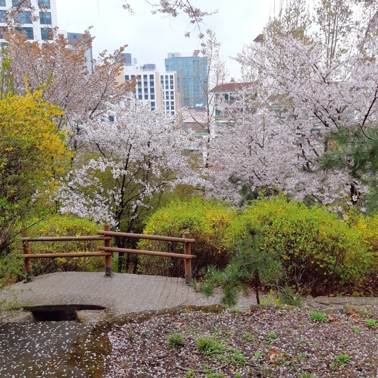 우리동네 벚꽃 명소 성동구 무학봉근린공원(+귀여운 고양이)