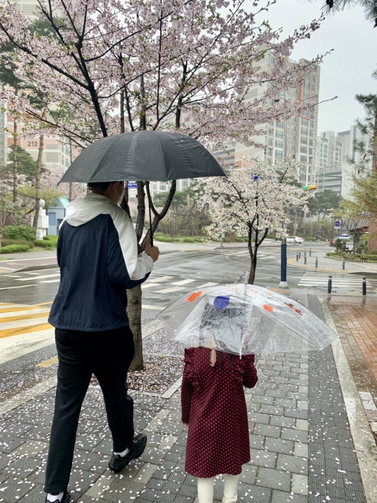 6살, 서울시장 사전<b>투표</b> <b>벚꽃</b> 꽃비와 함께