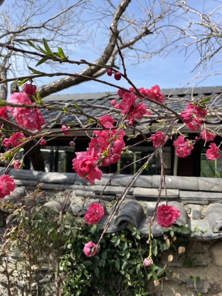  경주 대릉원 봄나들이