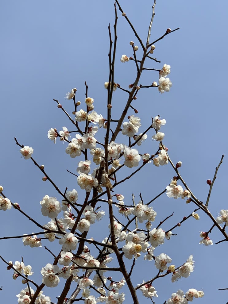  march, 봄 안녕 봄