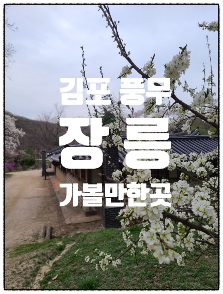  [김포/풍무] 김포 가볼만한곳 - 장릉 벚꽃구경 산책로 둘레길
