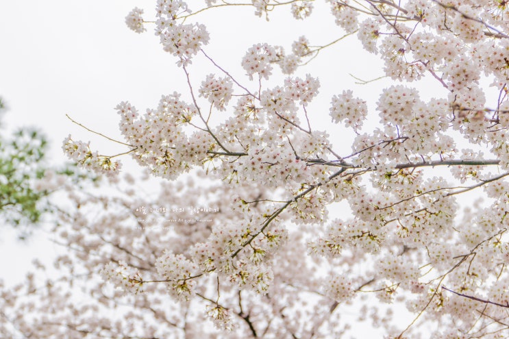 벚꽃나들이 : 광교호수공원, 경기도청 방문 - 2021.04.02