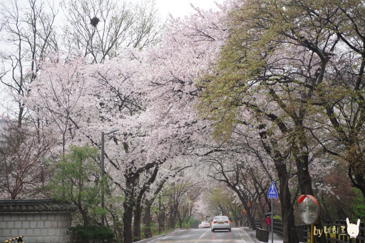 서울 벚꽃 드라이브 실시간 워커힐 벚꽃길 서울 벚꽃 드라이브 실시간 워커힐 벚꽃길