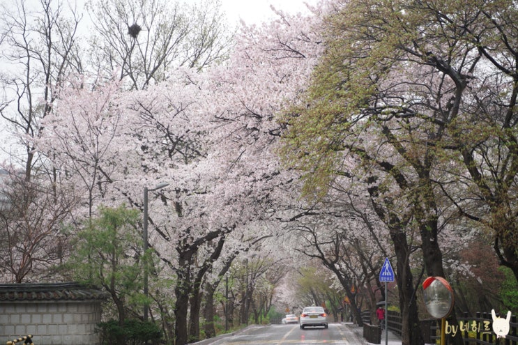 서울 벚꽃 드라이브 실시간 워커힐 벚꽃길