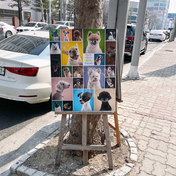 댕댕이스튜디오