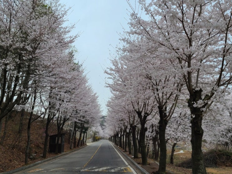 벚꽃길 예쁜곳을 봄비와 함께한 주말오전