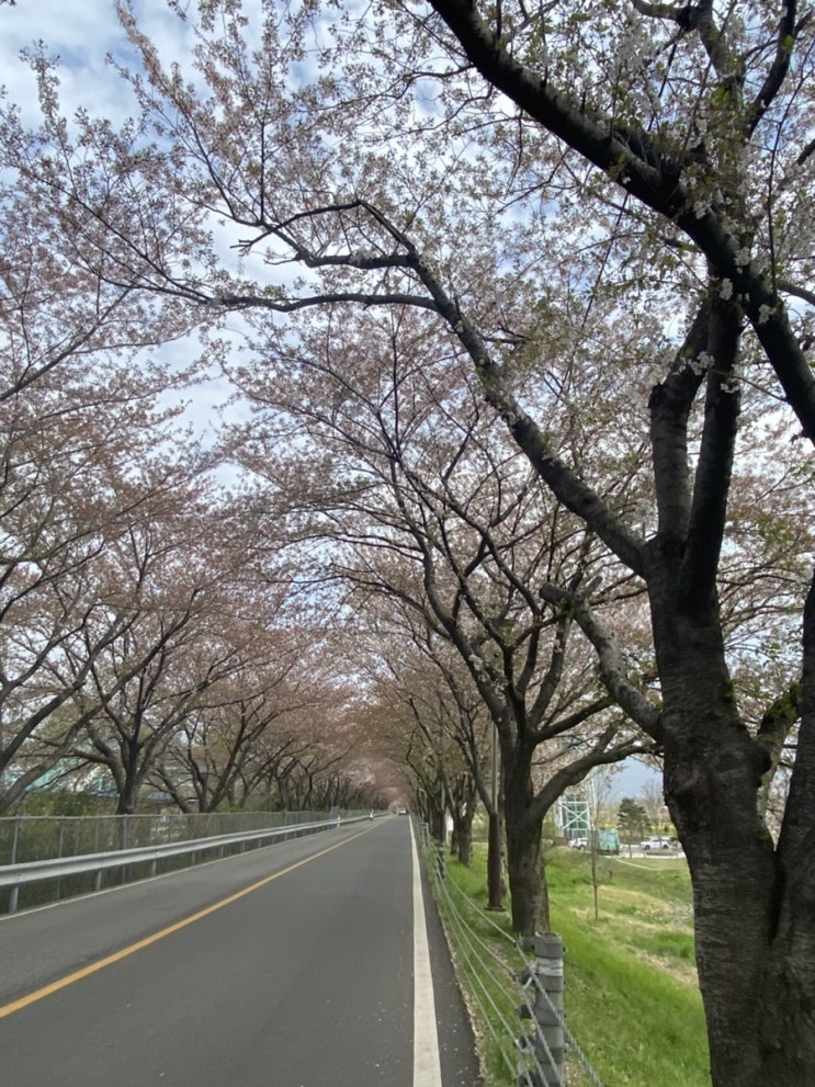  부산 근교 가볼만한곳 :) 양산 황산공원 나들이  - 벚꽃 보고 왔어요 (+미니기차와 놀이터)