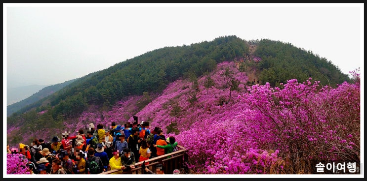  진달래 군락이 멋진  산들-영취산, 비슬산, 천주산, 대금산