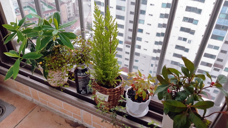 비 내리는 주말, 반려 식물 돌보기 딱 좋은 날이네요 feat. 서울시장 보궐선거 사전투표 비 내리는 주말, 반려 식물 돌보기 딱 좋은 날이네요 feat. 서울시장 보궐선거 사전투표