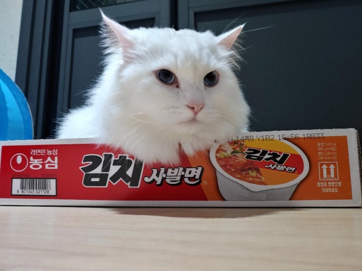  고양이 솜이 농심 김치사발면 묘델시켜주세요