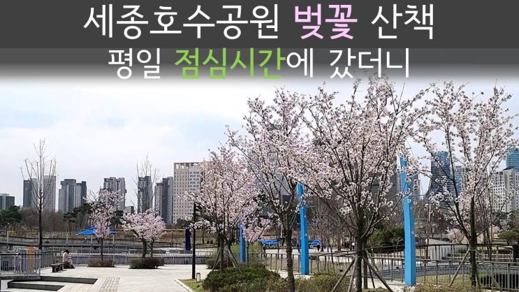 [세종시 가볼만한 곳] 세종호수공원 봄 맞이 벚꽃 산책