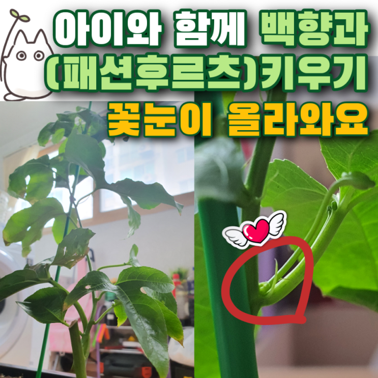  아이와 백향과(패션후르츠) 나무키우기꽃눈이 올라올까요?