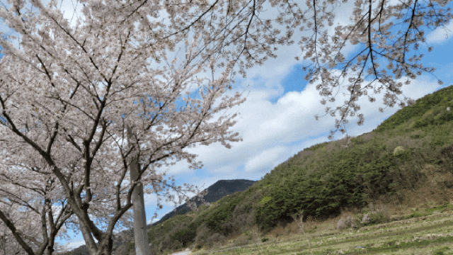[일상] 예산 가야산 / 옥계 저수지 벚꽃 구경 다녀왔어요!