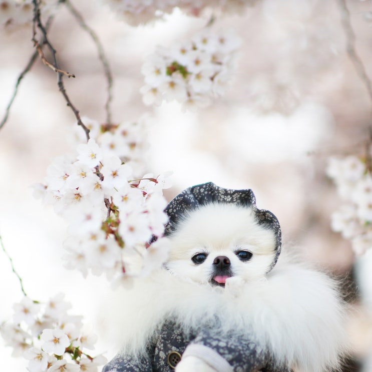  안산 호수공원 벚꽃 강아지 나들이산책