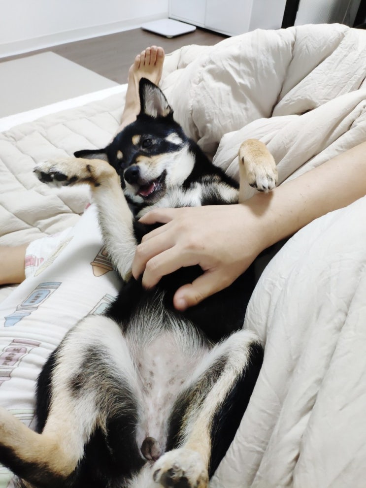  8. 청소년 시바견 콘이