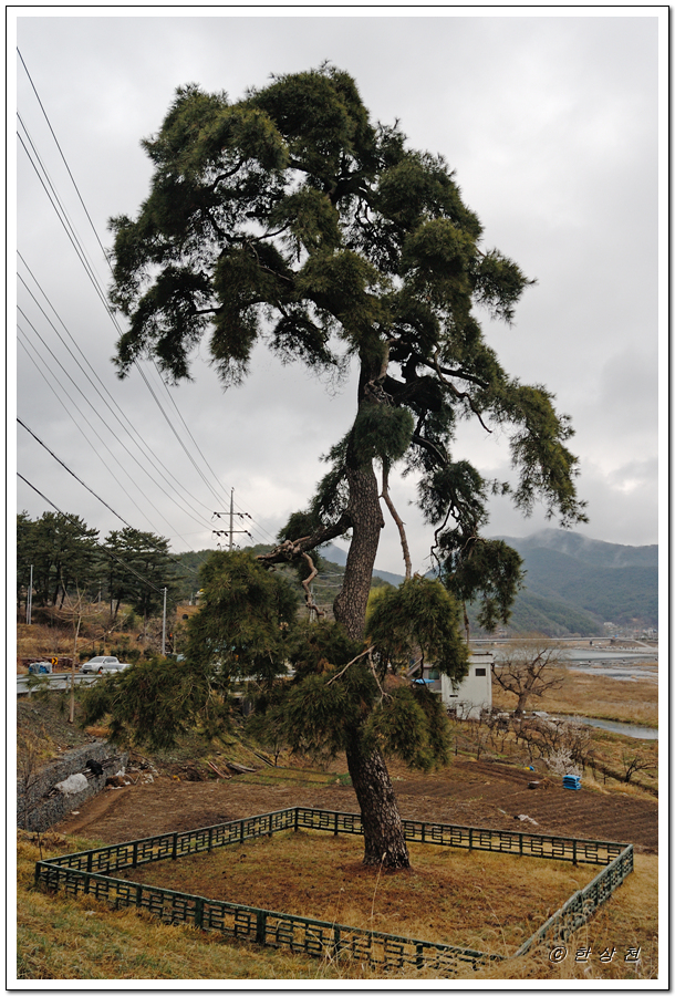 천연기념물 제295호 청도 동산리 처진소나무