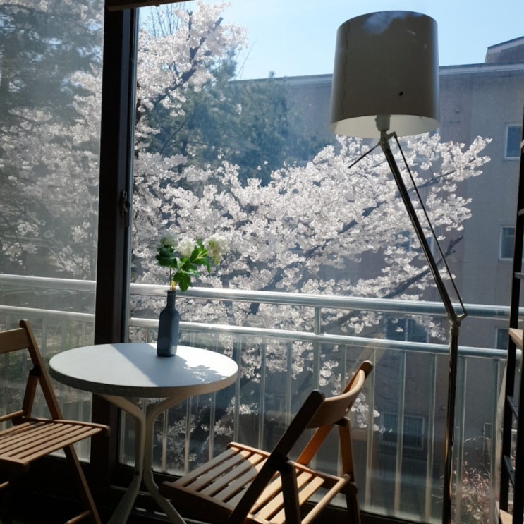  벚꽃 맛집 대복이네 : )