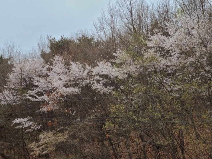  반려견 말티즈 강지와 산책