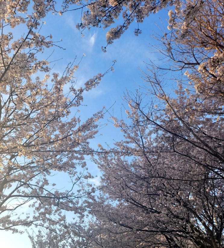  퇴근 후 금정역 벚꽃길 구경/요즘대세! 배떡 로제떡볶이 후기