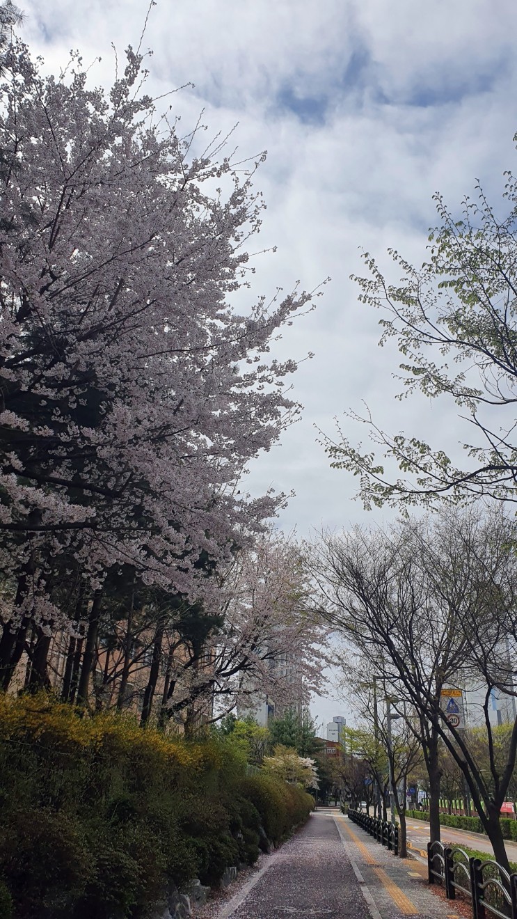 벚꽃길과 봄의 맑은 하늘