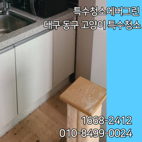  대구 동구 특수청소 - 12평 반려묘 특수청소(고양이 배설물)
