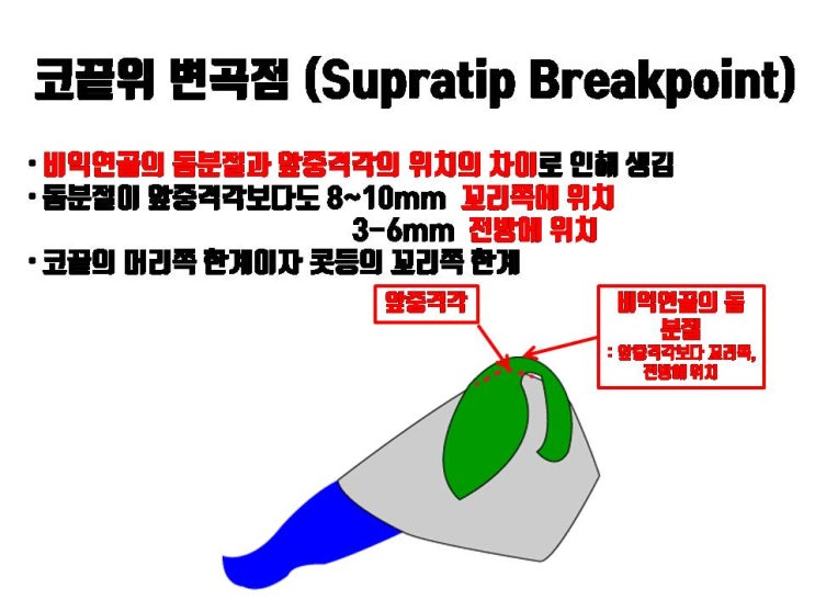  매끈한 코 옆모습보다는 코끝 바로 위의 콧대보다 코끝이 약간 더 높아 변곡이 있는 게 매력적인 코? 코끝위변곡점