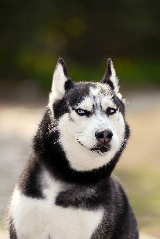 웃긴사진모음, 시베리안허스키,시바견 웃긴표정,합성사진 모음 : 네이버 블로그