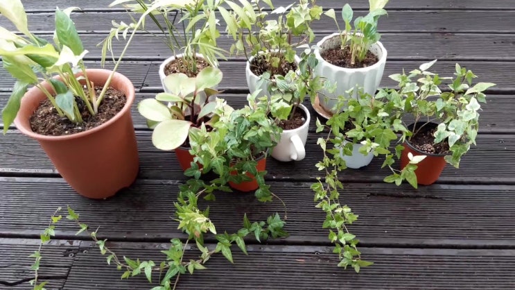  3년간 실내 식물을 죽이지 않고 잘 키우는 쉬운 방법