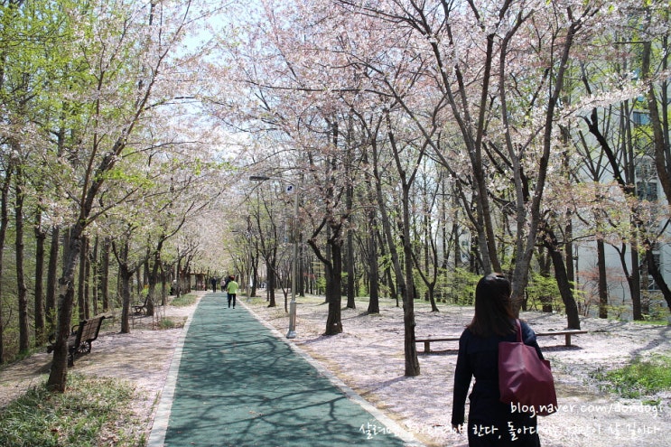  서울 양재천 벚꽃길 - 잠실에서 양재까지 꽃놀이, 과천까지 걸으려 했으나 양재에서 포기