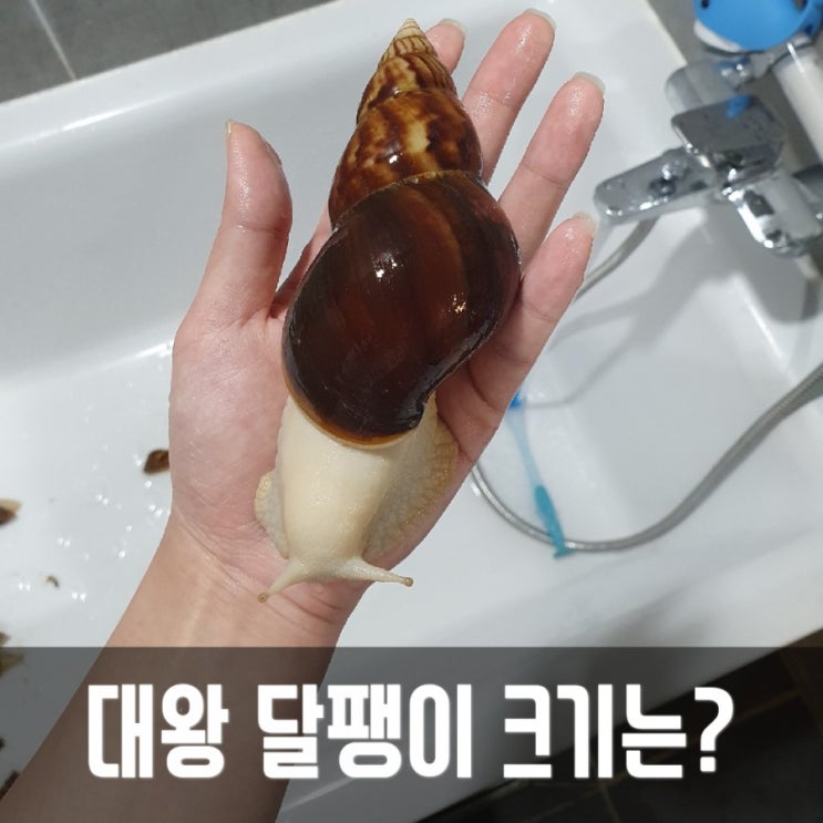  달집사 2년차, 아프리카 왕 달팽이(백와,금와) 크기, 교미공, 산란, 알부화 알려드려요!