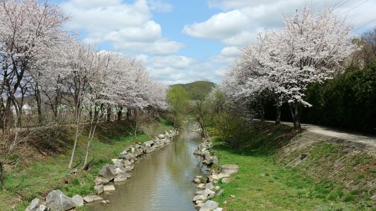 인천대공원의 벚꽃을 못 보면 백범로와 남동문화생태누리길의 벚꽃을 봅니다.