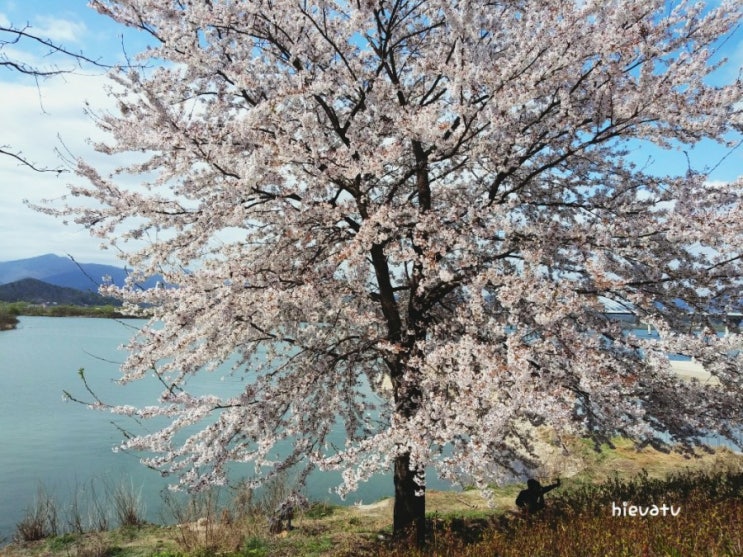  춘천공지천 랜선벚꽃여행 cherry blossom trip