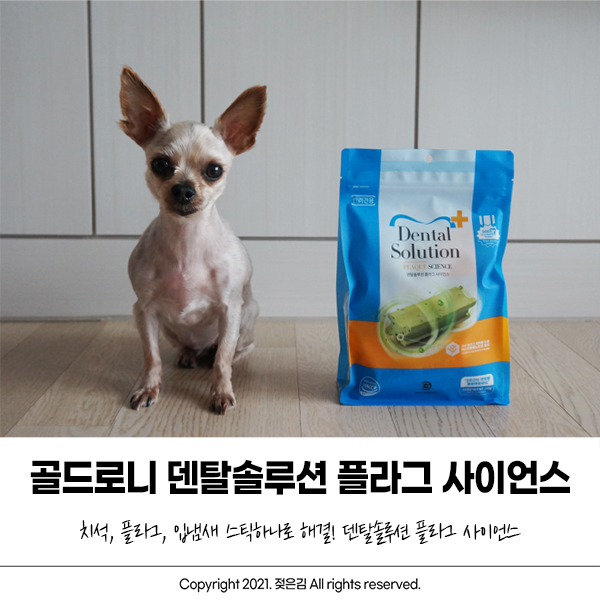 강아지껌 골드로니 덴탈솔루션 기호성도 좋아서 굿~! 강아지껌 골드로니 덴탈솔루션 기호성도 좋아서 굿~!