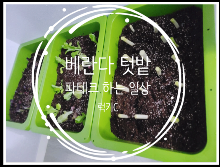  친환경 상자텃밭으로 베란다에서 파테크시작