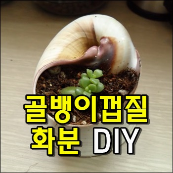 [DIY] 골뱅이 껍데기로 만든 다육이 화분