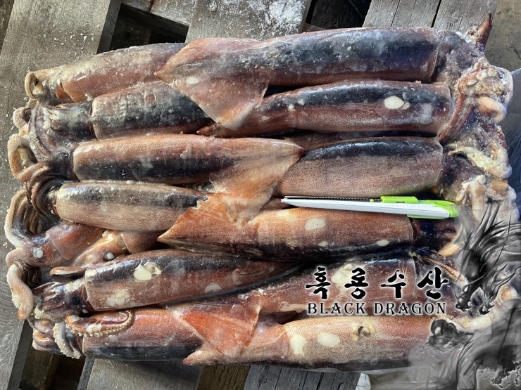  중국산 등불오징어 400/600, 300/400, 200/300 (선동 살오징어, 채낚기) _ Feat. 흑룡수산