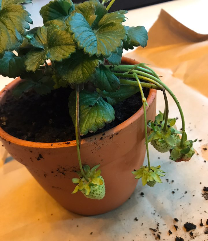  집에서 딸기 키우기 해보려고 다 큰 모종 사 왔어요.