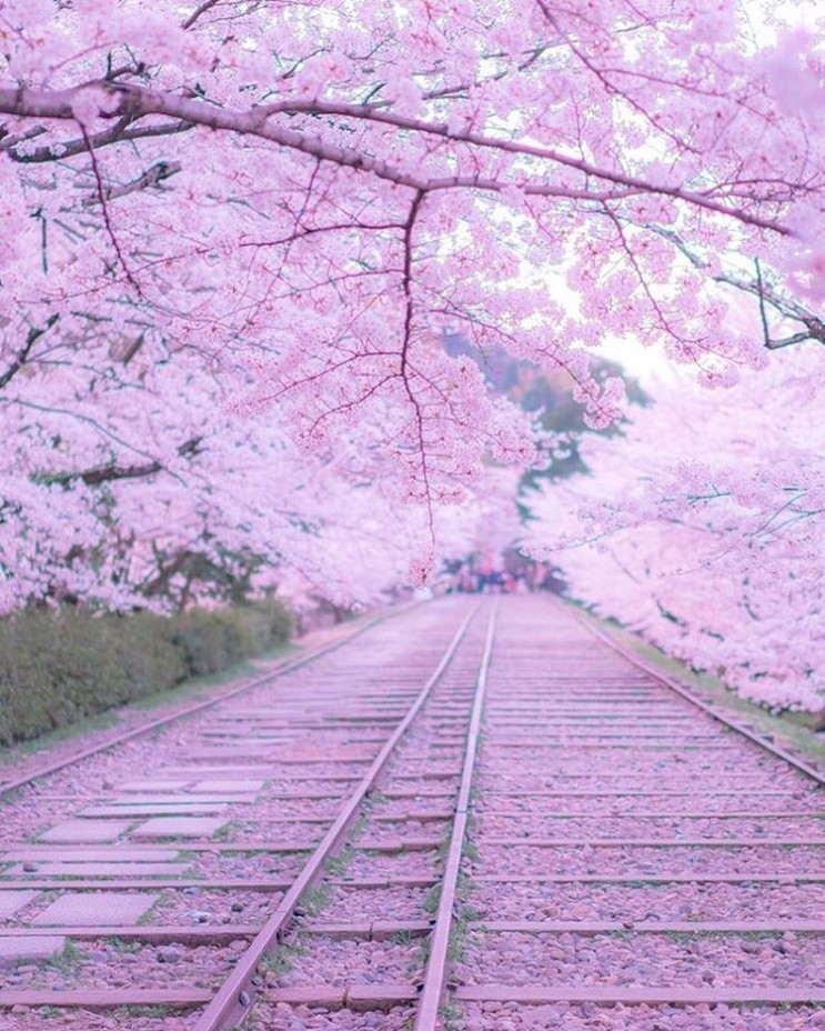 [랜선 타고 일본여행] 교토 벚꽃 명소 • 게아게 인클라인(蹴上インクラインの桜)【교토】