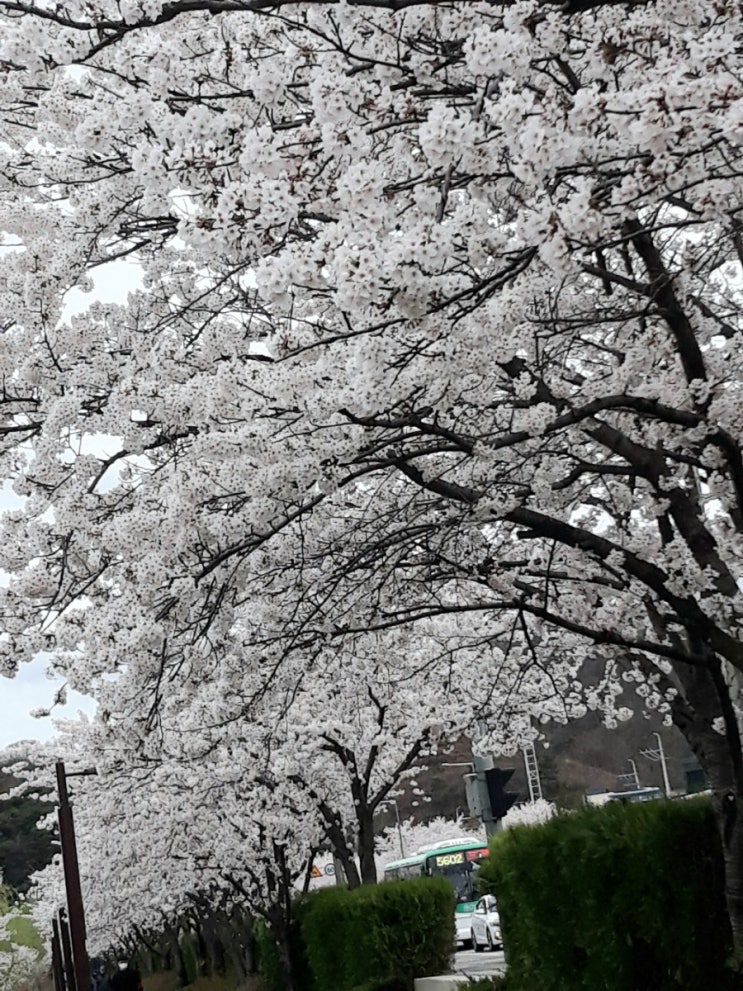  벚꽃 구경