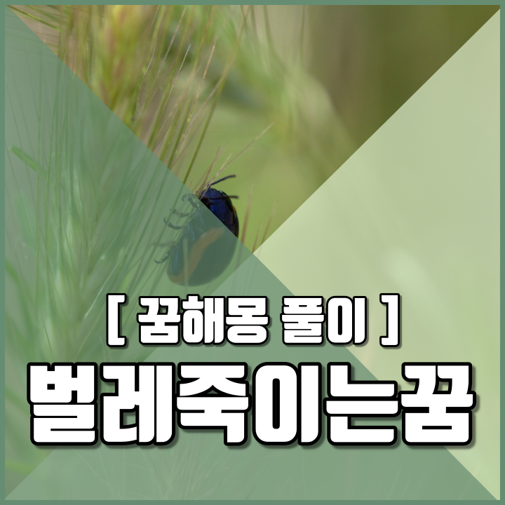 벌레가 나오는 꿈을 죽이는 꿈 벌레꿈 해몽 내용 알아보자