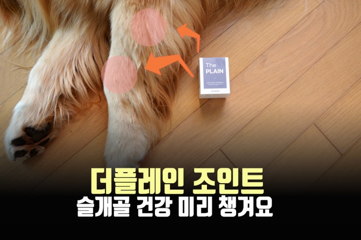  강아지관절영양제, 슬개골은탈구는 미리 미리 관리해야 합니다.(강아지알약먹이는법 포함)