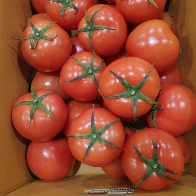 요즘 인기있는 세연팜 완숙토마토, 1박스, 3kg 좋아요 요즘 인기있는 세연팜 완숙토마토, 1박스, 3kg 좋아요